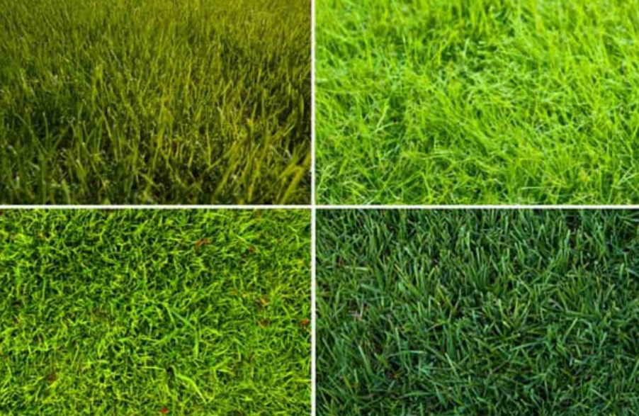 Насіння газонних трав